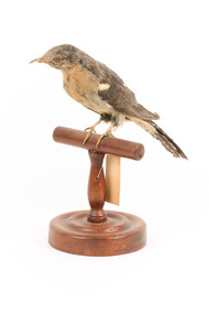A fan-tailed cuckoo standing on a wooden mount facing forward