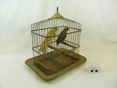 taxidermy bird, 1890