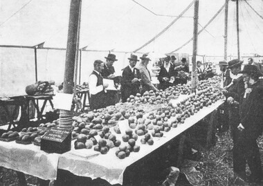 Photograph, Ringwood Horticultural Show 1902- Judging the fruit exhibits