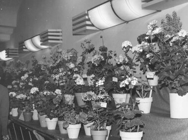 Photograph, Ringwood Horticultural & Agricultural Society- Exhibit of Geraniums Ringwood Town Hall - Circa 1960's