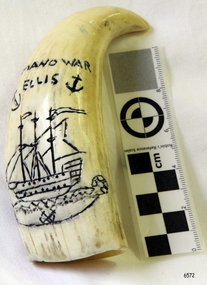 Line engraving of sailing ship and anchors on a tooth.
