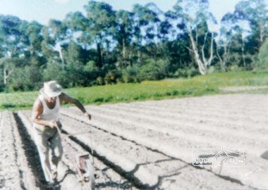 Photograph, Antonio Casonato sowing seeds on the river flats in front of Eltham High School