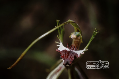 Photograph, Fred Mitchell, Caladenia Dilitata Green Spider Orchid, local Eltham park, 1991