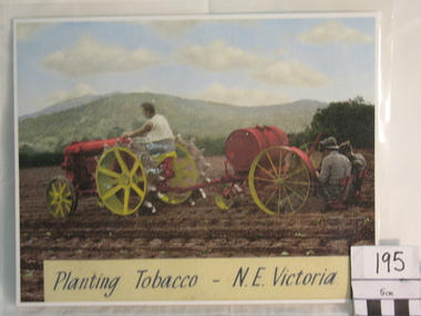 Colourized Photograph, "Planting Tobacco N.E. Victoria