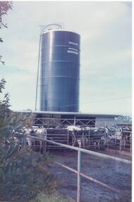 Triggs Dairy Farm with 1970s milking sheds, and Friesian cows feeding in yards in foreground and large silo behind holding grass silage.