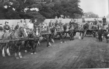 Photograph, Mr Freeland's Teams Of Draft Horses