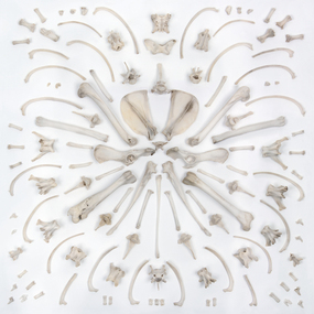 Photograph: Jessie IMAM, Jessie Imam, Untitled #4 (fox bones - pattern), 2012