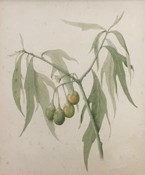 leaves and green berries