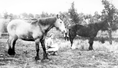 Photograph, Lloyd brothers’ horses near corner of Elgar & Whitehorse Roads, c1930