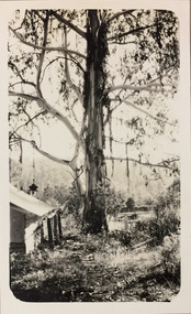 Photograph - Marysville, 1926
