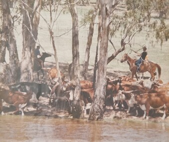  Swimming cattle across to Victoria