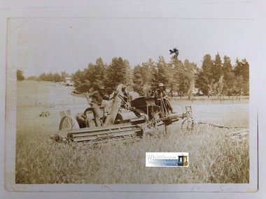 Photocopy of photograph, Harvesting Wheat, Gibson's, River Street, Whittlesea, unknown