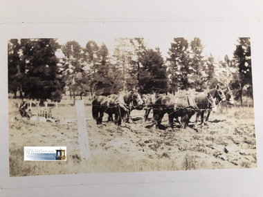 Photocopy of photograph, Percy Gibbs ploughing near Laurel Street, unknown