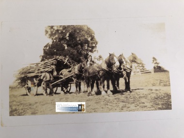 Photocopy of photograph, Load of wattle wood going to Tannery, Percy Gibson, unknown