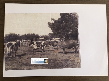 Photocopy of photograph, Andrew's cows Glenvale, unknown