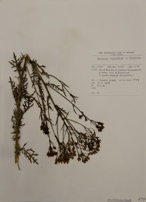 Plant specimen, Alexander Clifford Beauglehole, Senecio bathurstianus (DC.) Sch.Bip, 9/11/1978