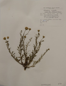 Plant specimen, Alexander Clifford Beauglehole, Vittadinia cuneata DC, 17/11/1978