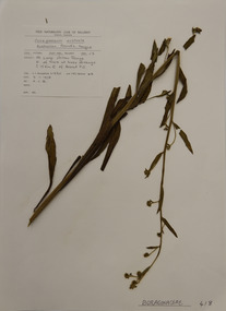 Plant specimen, Alexander Clifford Beauglehole, Cynoglossum australe R.Br, 3/11/1978