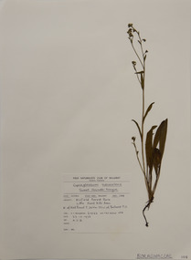 Plant specimen, Alexander Clifford Beauglehole, Hackelia suaveolens (R.Br.) Dimon & M.A.M.Renner, 23/10/1978