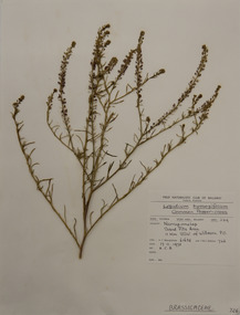 Plant specimen, Alexander Clifford Beauglehole, Lepidium hyssopifolium Desv, 17/11/1978