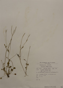 Plant specimen, Alexander Clifford Beauglehole, Cardamine hirsuta L, 23/10/1978