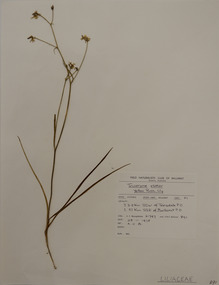 Plant specimen, Alexander Clifford Beauglehole, Tricoryne elatior R.Br, 15/11/1978