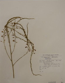Plant specimen, Alexander Clifford Beauglehole, Asparagus officinalis L, 17/11/1978