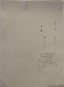 Plant specimen, Alexander Clifford Beauglehole, Utricularia tenella R.Br, 3/11/1978