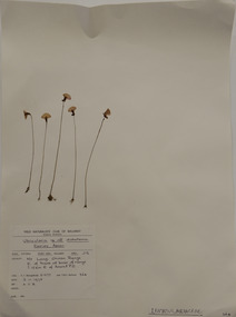 Plant specimen, Alexander Clifford Beauglehole, Utricularia sp. aff. dichotoma, 3/11/1978