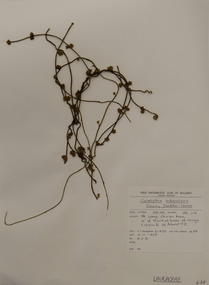Plant specimen, Alexander Clifford Beauglehole, Cassytha pubescens R.Br, 4/11/1978