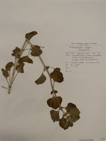 Plant specimen, Alexander Clifford Beauglehole, Marrubium vulgare L, 9/11/1978