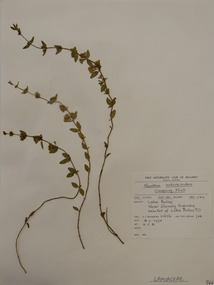 Plant specimen, Alexander Clifford Beauglehole, Mentha satureioides R.Br, 18/11/1978