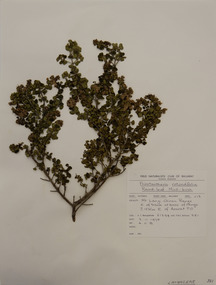Plant specimen, Alexander Clifford Beauglehole, Prostanthera rotundifolia R.Br, 3/11/1978