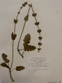 Plant specimen, Alexander Clifford Beauglehole, Salvia verbenaca L, 16/11/1978