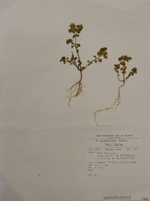 Plant specimen, Alexander Clifford Beauglehole, Euphorbia peplus L, 2/11/1978
