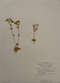 Plant specimen, Alexander Clifford Beauglehole, Centaurium erythraea Rafn, 25/10/1978