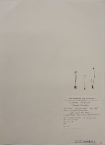 Plant specimen, Alexander Clifford Beauglehole, Cicindea filiformis, 23/10/1978