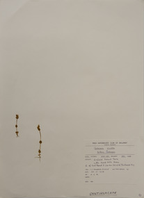 Plant specimen, Alexander Clifford Beauglehole, Sebaea ovata (Labill.) R.Br, 23/10/1978