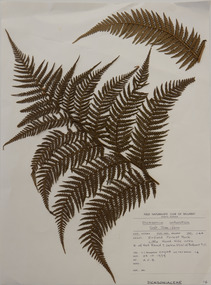 Plant specimen, Alexander Clifford Beauglehole, Dicksonia antarctica Labill, 23/10/1978