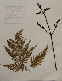 Plant specimen, Alexander Clifford Beauglehole, Pteridium esculentum (G.Forst.) Cockayne, 23/10/1978