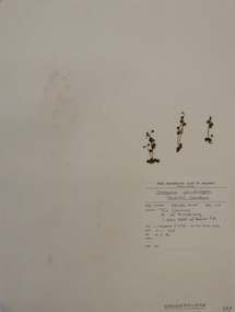 Plant specimen, Alexander Clifford Beauglehole, Drosera glanduligera Lehm, 2/11/1978