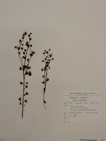 Plant specimen, Alexander Clifford Beauglehole, Drosera peltata Thunb, 1/11/1978