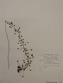 Plant specimen, Alexander Clifford Beauglehole, Drosera planchonii Hook.f. ex Planch, 1/11/1978