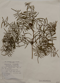 Plant specimen, Alexander Clifford Beauglehole, Gleichenia microphylla R.Br, 5/11/1978