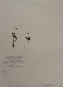 Plant specimen, Alexander Clifford Beauglehole, Erodium cicutarium (L.) L’Hér. ex Aiton, 7/11/1978