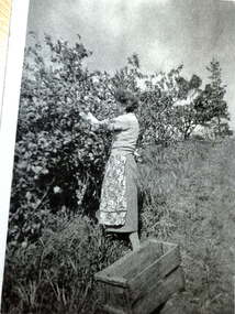 Photograph - Black and White, Wonga Park: Gladys Eggleton picking lemons between 1949 and 1953