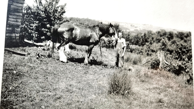 Photograph - Black and White, Wonga Park: Peter Eggleton with Captain, a draught horse between 1949 and 1953