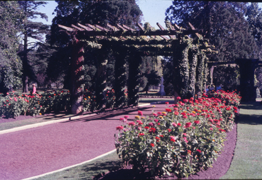 Photograph - Digital image - jpg, South Pergola Arch, Ballarat Botanical Gardens
