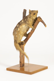 Animal specimen - Eastern quoll, Trustees of the Australian Museum, 1860-1880