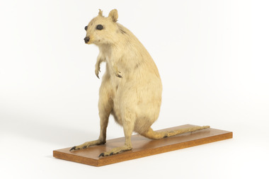 Animal specimen - Rufous Bettong, Trustees of the Australian Museum, 1860–1880